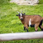 Spreitzhofer Agroturismo
