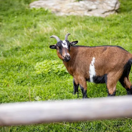 Spreitzhofer Farm stay