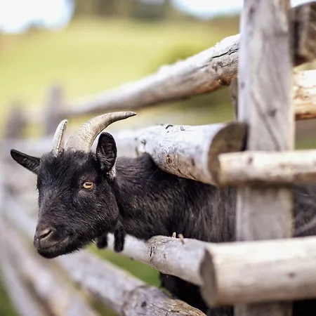 Spreitzhofer Feriegård